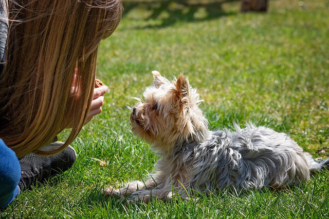 dog training